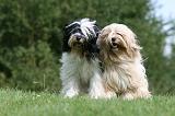 TERRIER DU TIBET 176